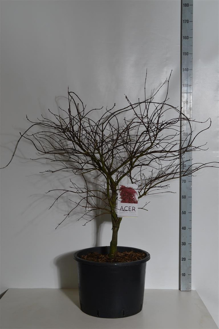 Klevas plaštakinis (Lot Acer pal.) 'Garnet' C35 80/+ CM-KLEVAI-MEDŽIAI