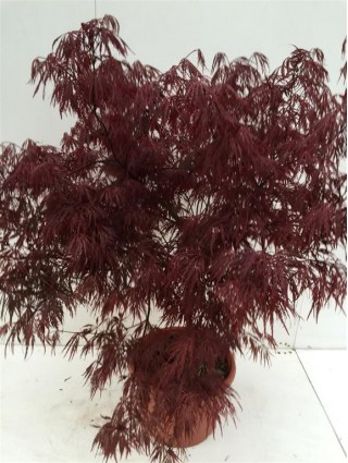 Klevas plaštakinis (Lot Acer pal.) 'Garnet' C15 60-80 CM-KLEVAI-MEDŽIAI