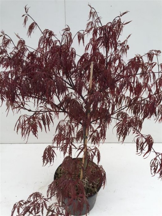 Klevas plaštakinis (Lot Acer pal.) 'Garnet' C4/P21 40-50 CM-KLEVAI-MEDŽIAI