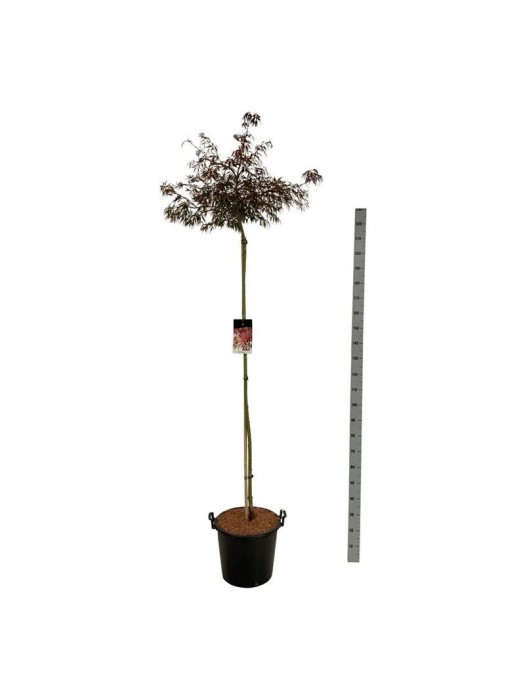 Klevas plaštakinis (Lot Acer pal.) 'Garnet' C30 KOTAS 160 CM-KLEVAI-MEDŽIAI