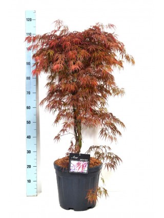 Klevas plaštakinis (Lot Acer pal.) 'Garnet' C15 100-125 CM-KLEVAI-MEDŽIAI