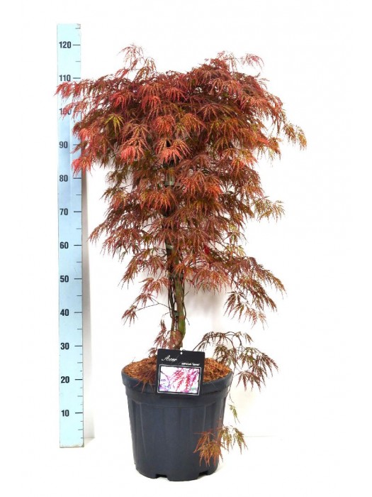 Klevas plaštakinis (Lot Acer pal.) 'Garnet' C15 100-125 CM-KLEVAI-MEDŽIAI