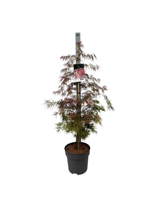 Klevas plaštakinis (Lot Acer pal.) 'Garnet' C15 100-125 CM-KLEVAI-MEDŽIAI