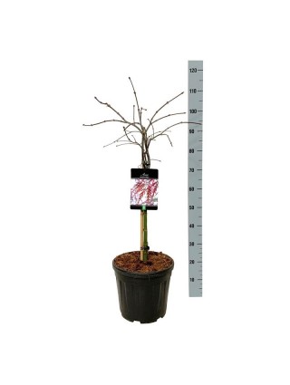 Klevas plaštakinis (Lot Acer pal.) 'Garnet' C15 KOTAS 50 CM-KLEVAI-MEDŽIAI