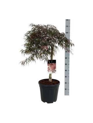 Klevas plaštakinis (Lot Acer pal.) 'Garnet' C15 KOTAS 50 CM-KLEVAI-MEDŽIAI