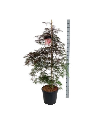 Klevas plaštakinis (Lot Acer pal.) 'Garnet' C30 125-150CM-KLEVAI-MEDŽIAI