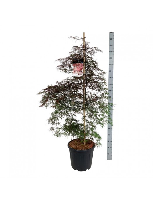 Klevas plaštakinis (Lot Acer pal.) 'Garnet' C30 125-150CM-KLEVAI-MEDŽIAI