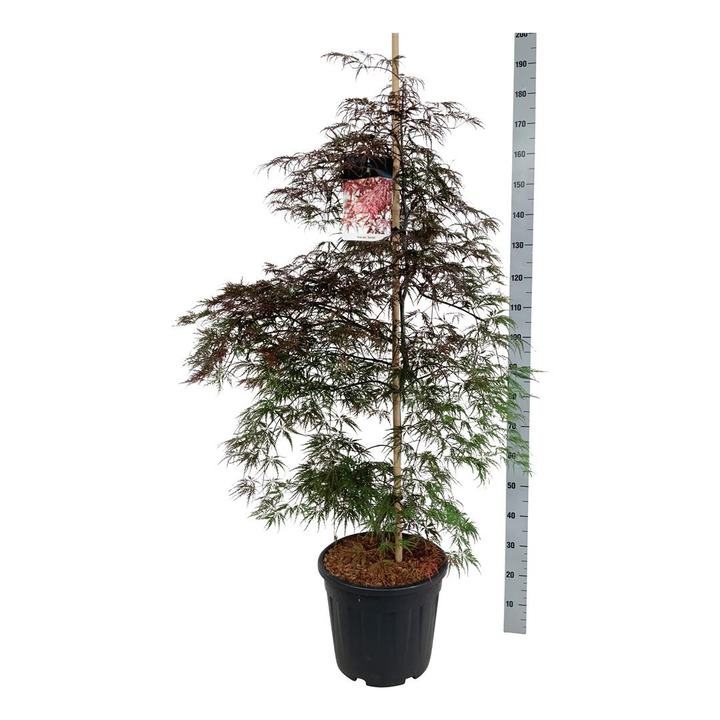 Klevas plaštakinis (Lot Acer pal.) 'Garnet' C30 125-150CM-KLEVAI-MEDŽIAI