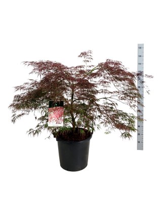 Klevas plaštakinis (Lot Acer pal.) 'Garnet' C30 80-100 CM-KLEVAI-MEDŽIAI