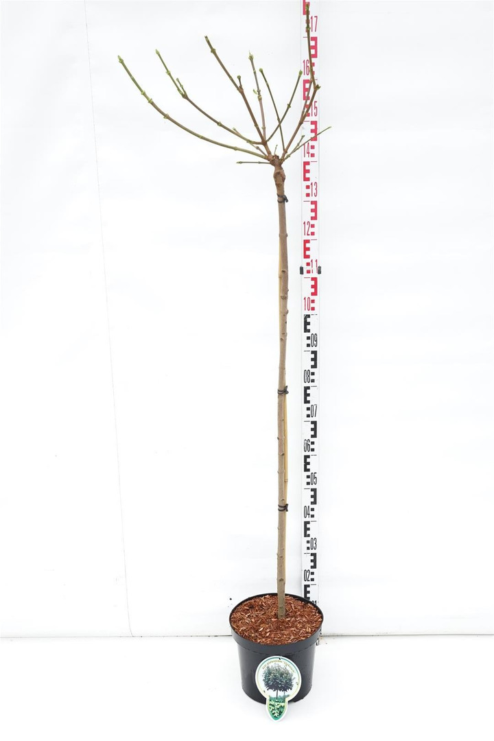 Klevas paprastasis (Lot Acer plat.) 'Globosum' C7,5/P26 KOTAS 120 CM-KLEVAI-MEDŽIAI
