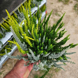 Viržis (Lot. Calluna Vulgaris) GARDEN GIRL SUNSET TRIO - nuotrauka 3