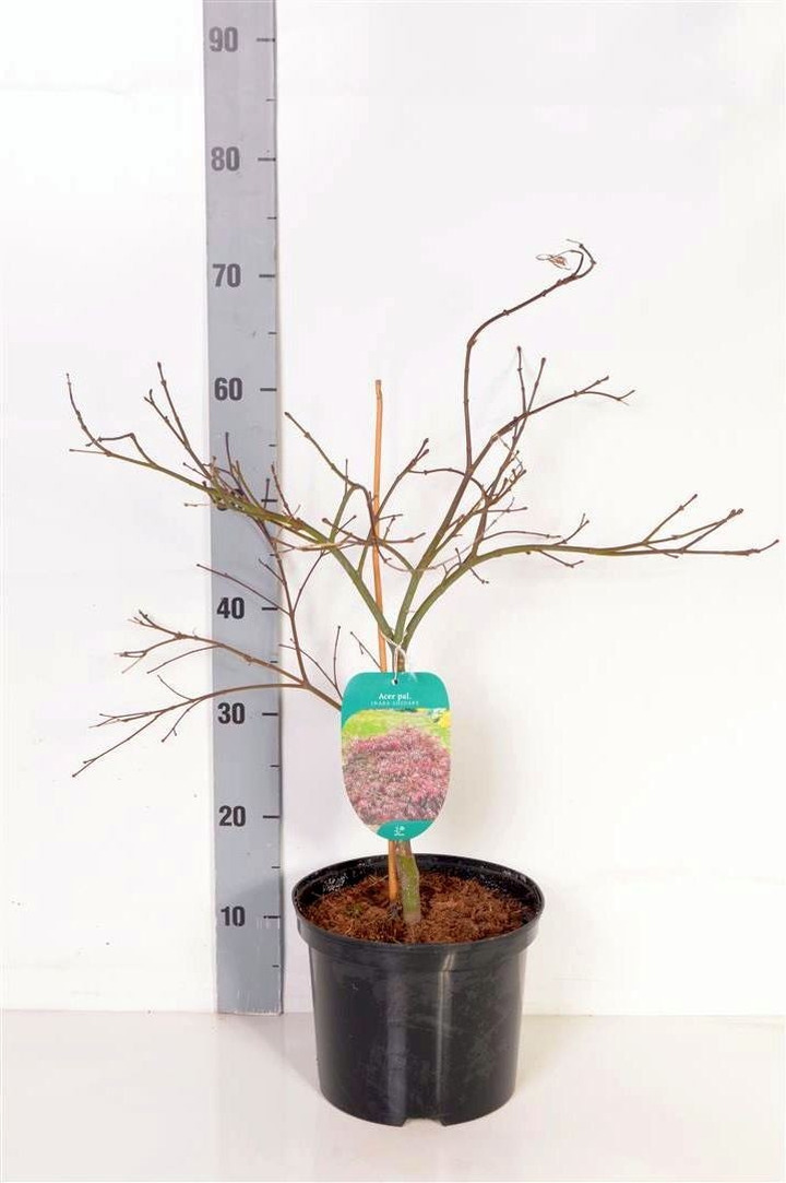 Klevas plaštakinis (Lot Acer pal.) 'Inaba-shidare' C5/P23 70-80 CM-KLEVAI-MEDŽIAI