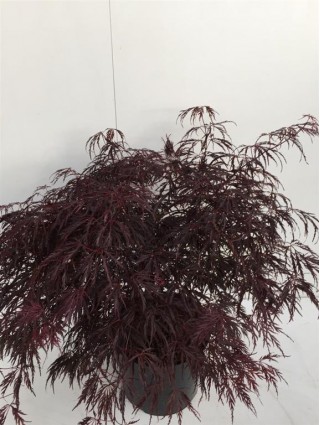 Klevas plaštakinis (Lot Acer pal.) 'Inaba-shidare' C10 60/+ CM-KLEVAI-MEDŽIAI