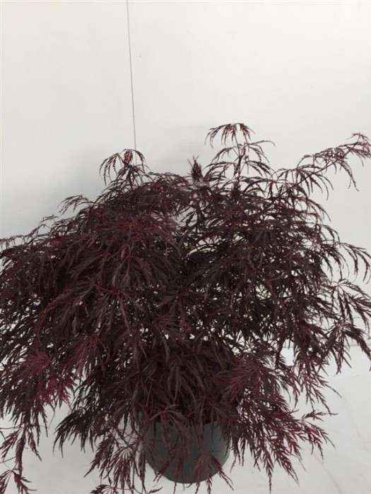 Klevas plaštakinis (Lot Acer pal.) 'Inaba-shidare' C10 60/+ CM-KLEVAI-MEDŽIAI