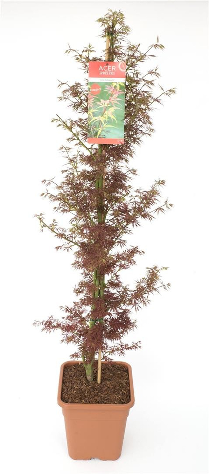 Klevas plaštakinis (Lot Acer pal.) 'Jerre Schwartz' C14 130-140CM-KLEVAI-MEDŽIAI
