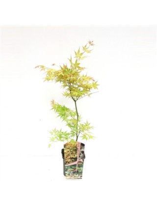 Klevas plaštakinis (Lot Acer pal.) 'Katsura' C3/P19 50-70 CM-KLEVAI-MEDŽIAI