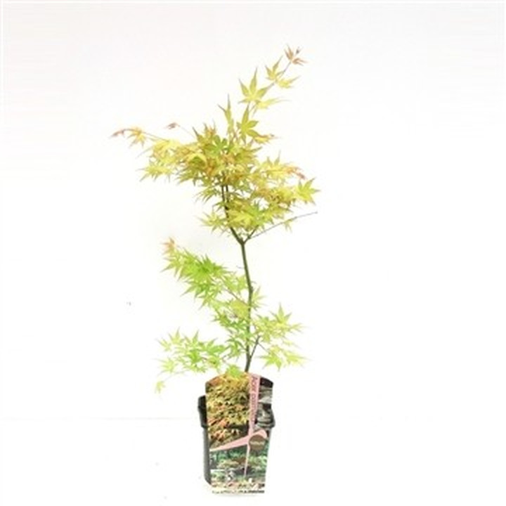 Klevas plaštakinis (Lot Acer pal.) 'Katsura' C3/P19 50-70 CM-KLEVAI-MEDŽIAI