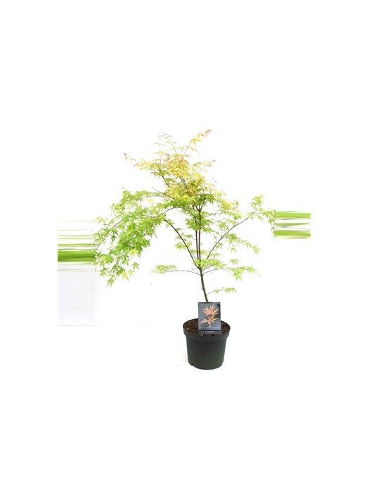 Klevas plaštakinis (Lot Acer pal.) 'Katsura' C7,5/P26 80-100 CM-KLEVAI-MEDŽIAI