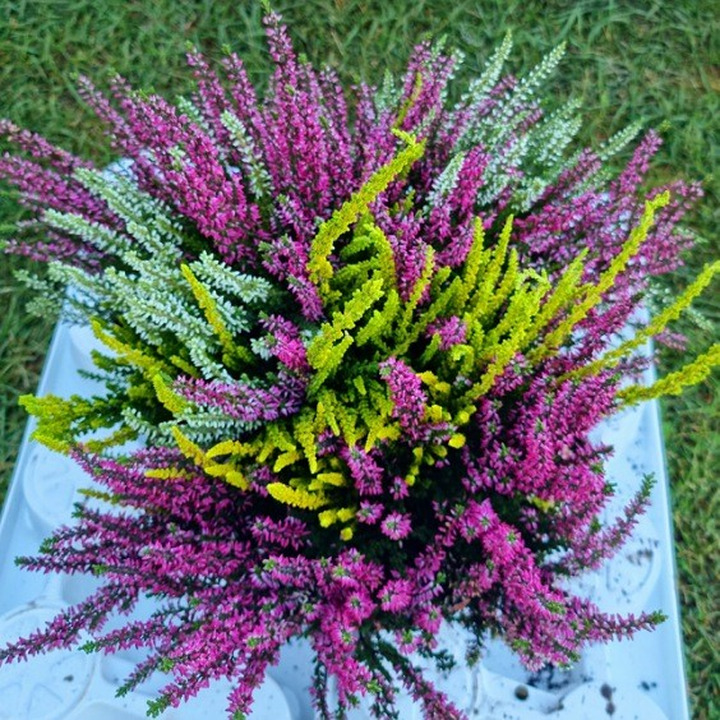 Viržis (Lot. Calluna Vulgaris) DIDELI MIXAI-VIRŽIAI-DAUGIAMETĖS GĖLĖS