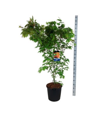 Klevas (Lot Acer) 'North Wind' C30 150-175CM-KLEVAI-MEDŽIAI