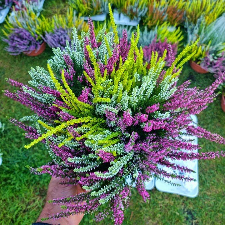 Viržis (Lot. Calluna Vulgaris) DIDELI MIXAI-VIRŽIAI-DAUGIAMETĖS GĖLĖS