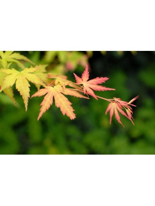 Klevas plaštakinis (Lot Acer pal.) 'Orange Dream' P10.