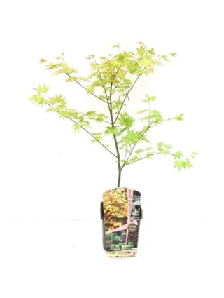 Klevas plaštakinis (Lot Acer pal.) 'Orange Dream' C3/P19 50-70 CM-KLEVAI-MEDŽIAI