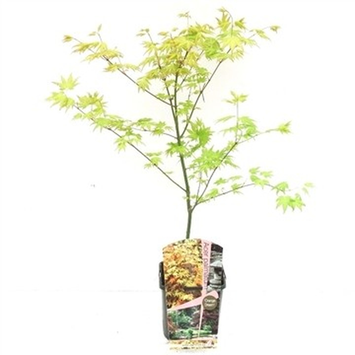 Klevas plaštakinis (Lot Acer pal.) 'Orange Dream' C3/P19 50-70 CM-KLEVAI-MEDŽIAI