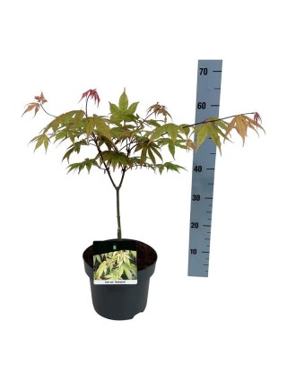 Klevas plaštakinis (Lot Acer pal.) 'Osakazuki' C5/P23 50-60 CM-KLEVAI-MEDŽIAI