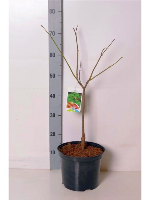 Klevas plaštakinis (Lot Acer pal.) 'Osakazuki' C5/P23 70-80 CM-KLEVAI-MEDŽIAI