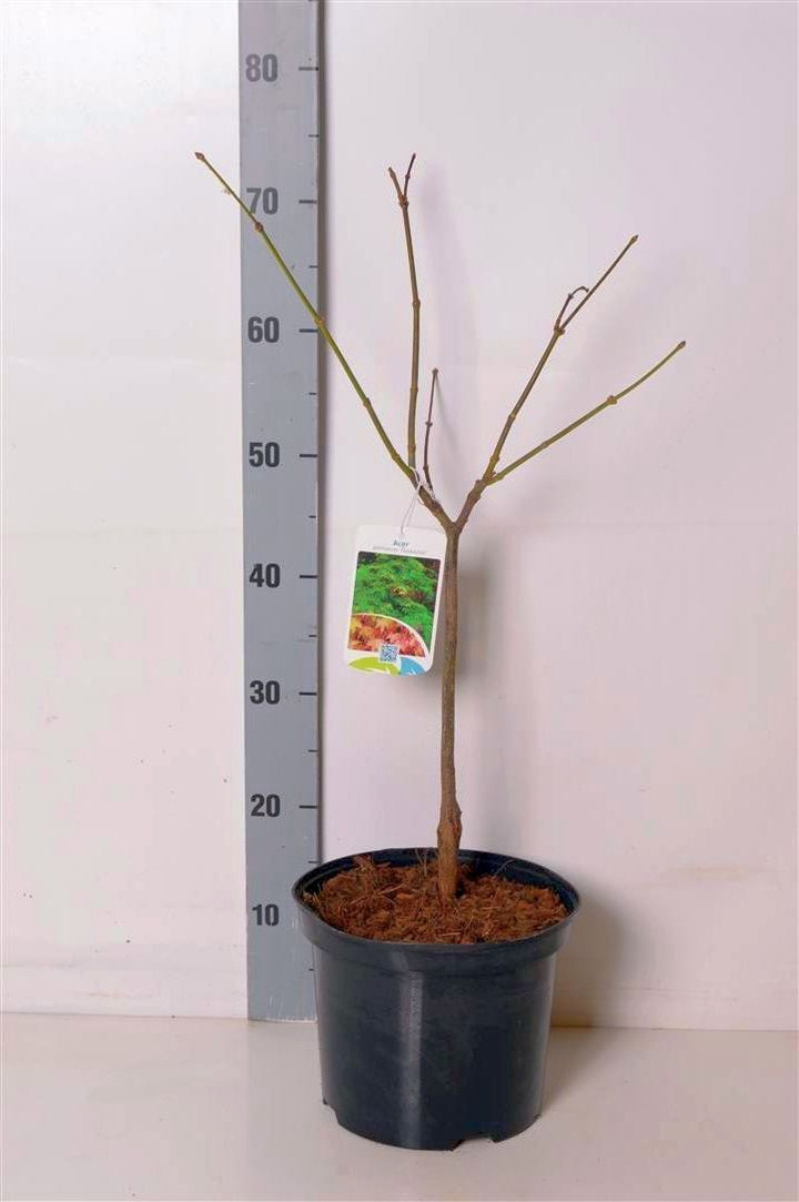 Klevas plaštakinis (Lot Acer pal.) 'Osakazuki' C5/P23 70-80 CM-KLEVAI-MEDŽIAI