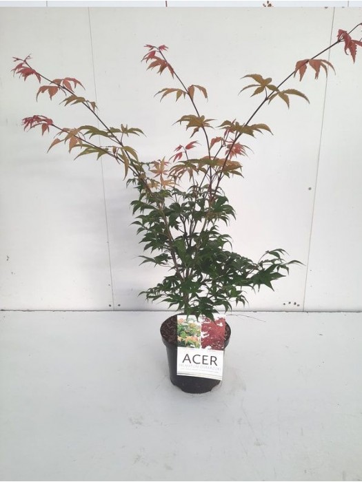 Klevas plaštakinis (Lot Acer pal.) 'Osakazuki' C4/P21 50-60 CM-KLEVAI-MEDŽIAI
