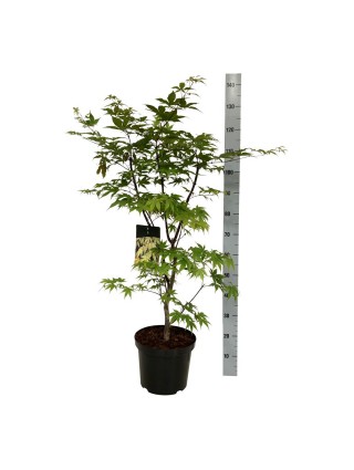 Klevas plaštakinis (Lot Acer pal.) 'Osakazuki' C10 80-100 CM-KLEVAI-MEDŽIAI