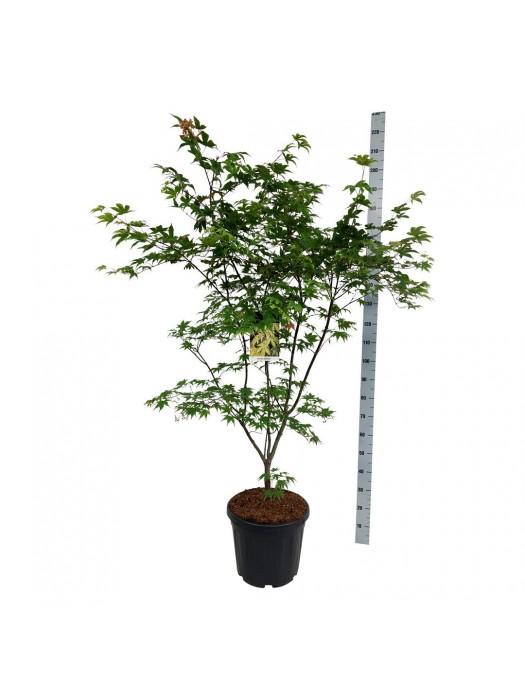 Klevas plaštakinis (Lot Acer pal.) 'Osakazuki' C30 125-150CM-KLEVAI-MEDŽIAI