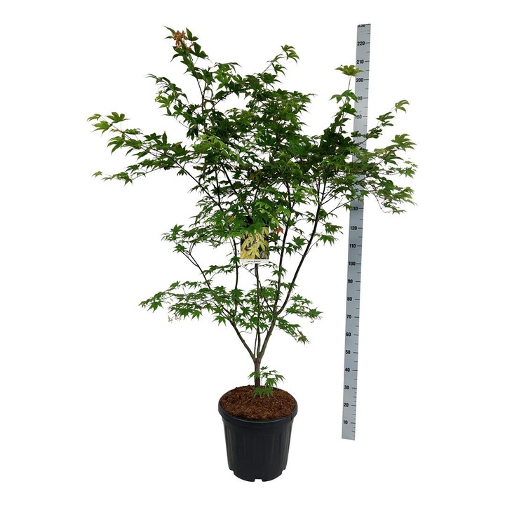 Klevas plaštakinis (Lot Acer pal.) 'Osakazuki' C30 125-150CM-KLEVAI-MEDŽIAI