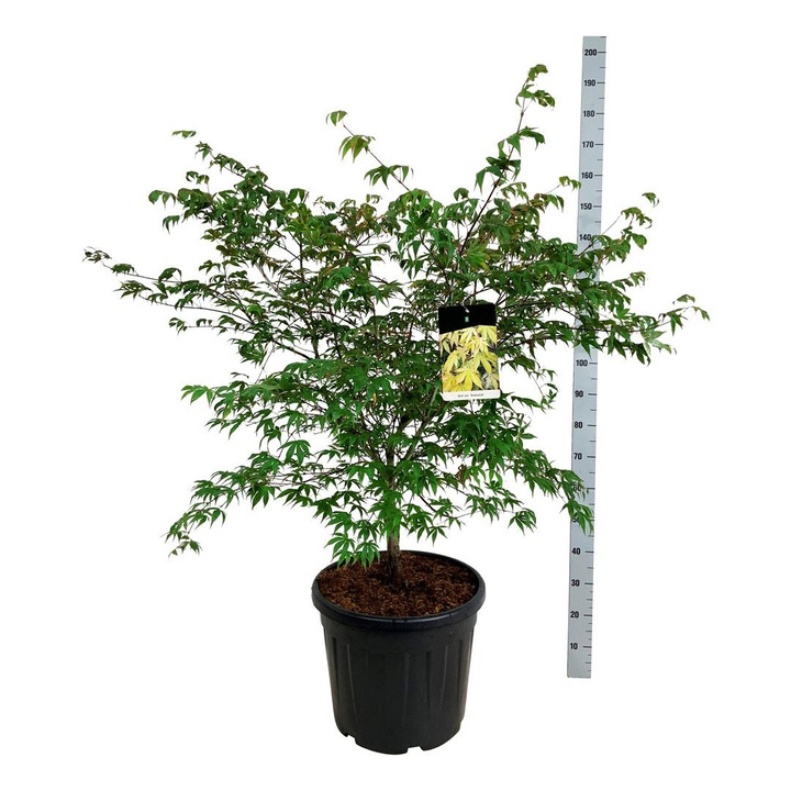 Klevas plaštakinis (Lot Acer pal.) 'Osakazuki' C55 100-125CM-KLEVAI-MEDŽIAI