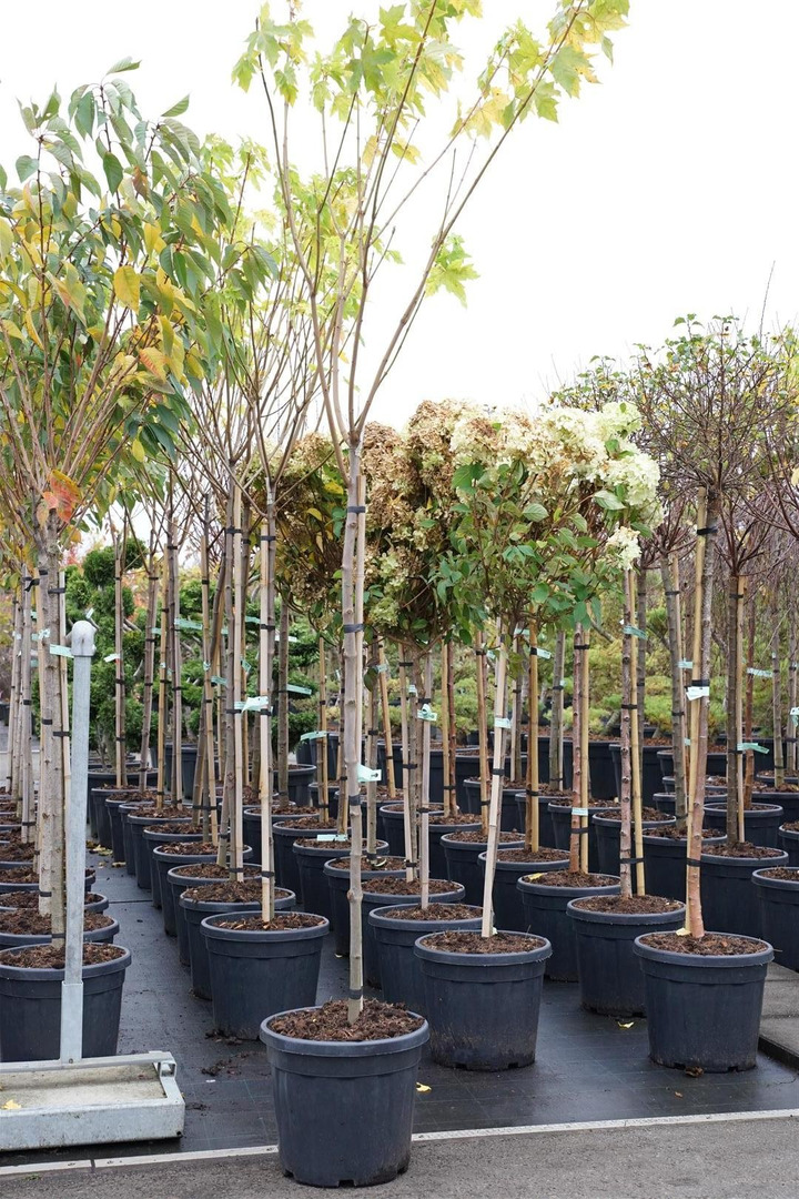Klevas paprastasis (Lot Acer plat.) 'Princeton Gold' C30 KOTAS 150 CM-KLEVAI-MEDŽIAI