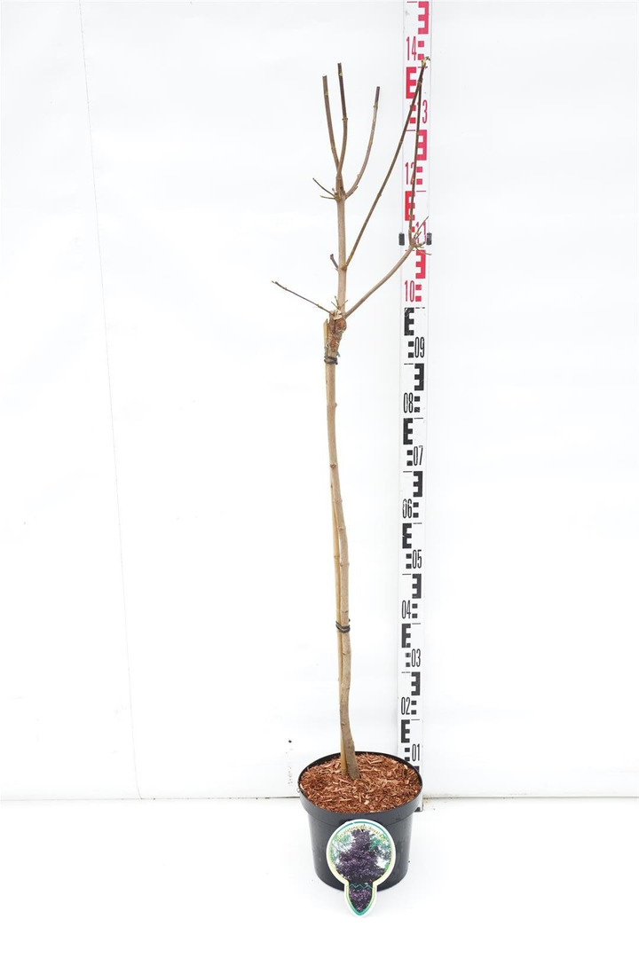 Klevas paprastasis (Lot Acer plat.) 'Royal Red' C5/P23 KOTAS 80 CM-KLEVAI-MEDŽIAI