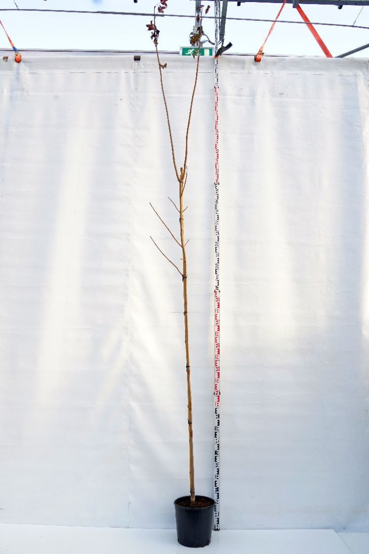 Klevas paprastasis (Lot Acer plat.) 'Royal Red' C18 KOTO APIMTIS 6-8 CM-KLEVAI-MEDŽIAI