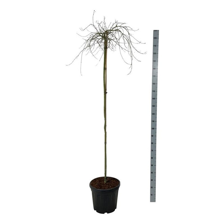 Klevas plaštakinis (Lot Acer pal.) 'Ryusen' C30 KOTAS 160 CM-KLEVAI-MEDŽIAI