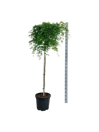 Klevas plaštakinis (Lot Acer pal.) 'Ryusen' C30 KOTAS 160 CM-KLEVAI-MEDŽIAI