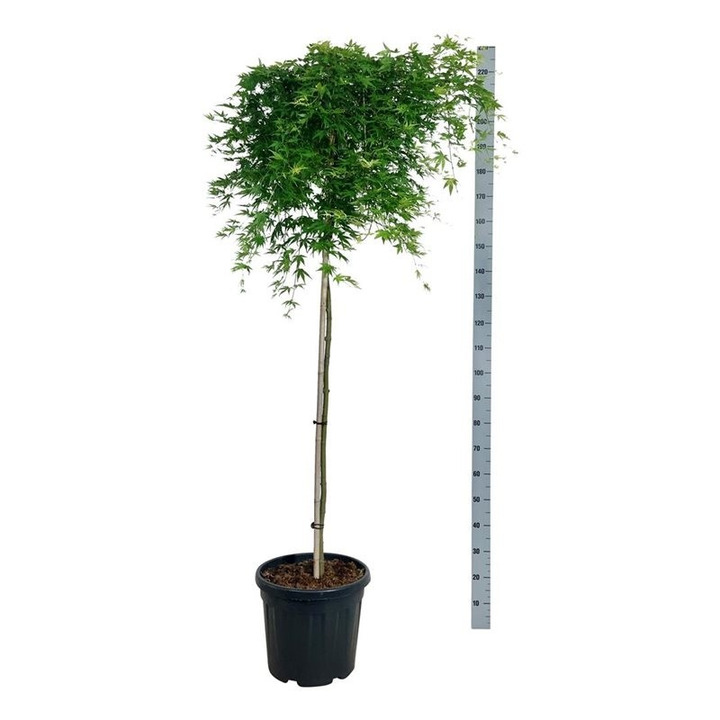 Klevas plaštakinis (Lot Acer pal.) 'Ryusen' C30 KOTAS 160 CM-KLEVAI-MEDŽIAI