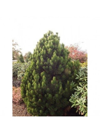 Pušis Baltažievė (Lot Pinus Heldreichii) 'MALINKI' C7,5 50-60CM-PUŠYS-SPYGLIUOČIAI