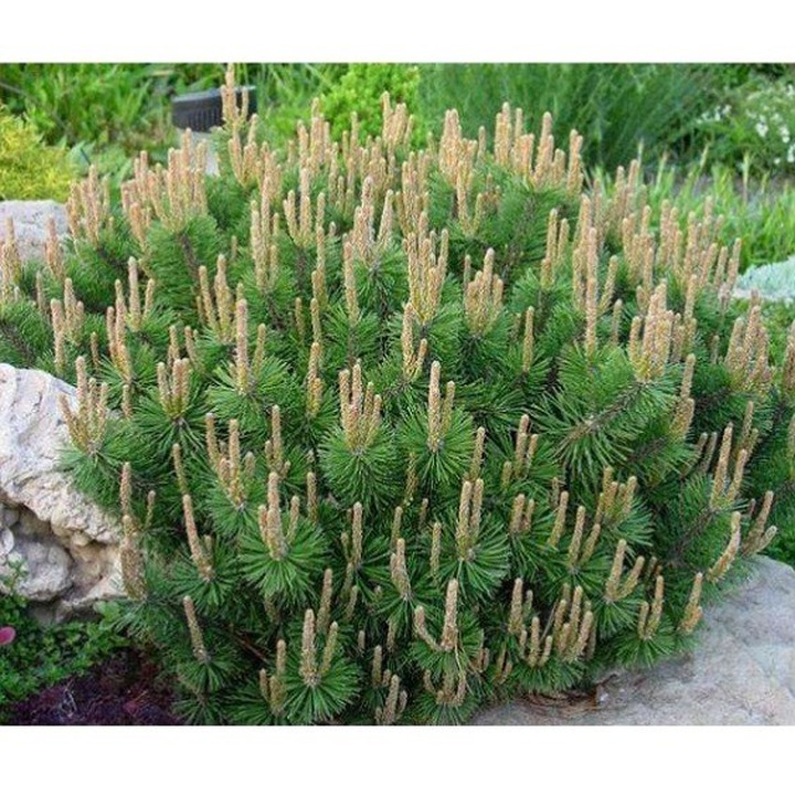 Pušis Kalninė (Lot Pinus Mugo) 'HUMPY' C7.