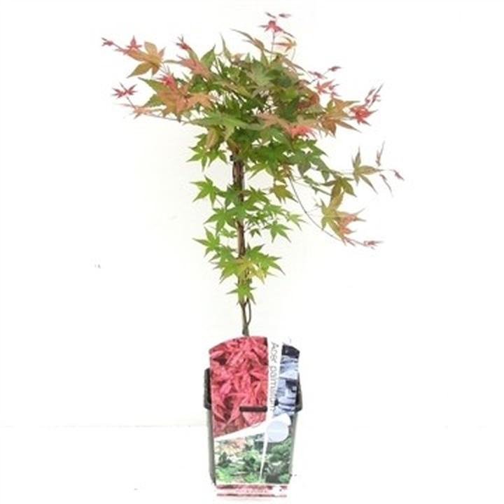 Klevas plaštakinis (Lot Acer pal.) 'Shin-deshojo' C3/P19 50-70 CM-KLEVAI-MEDŽIAI