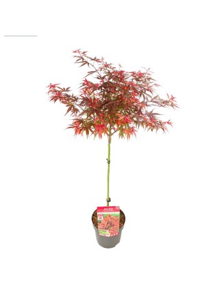 Klevas plaštakinis (Lot Acer pal.) 'Shaina' C3/P19 KOTAS 40 CM-KLEVAI-MEDŽIAI