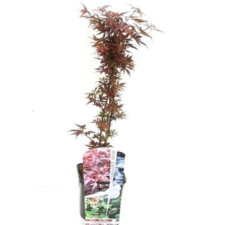 Klevas plaštakinis (Lot Acer pal.) 'Shaina' C3/P19 50-70 CM-KLEVAI-MEDŽIAI