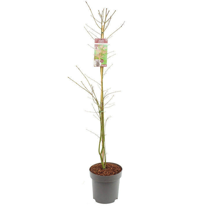 Klevas plaštakinis (Lot Acer pal.) 'Sumi-nagashi' C14 130-140CM-KLEVAI-MEDŽIAI