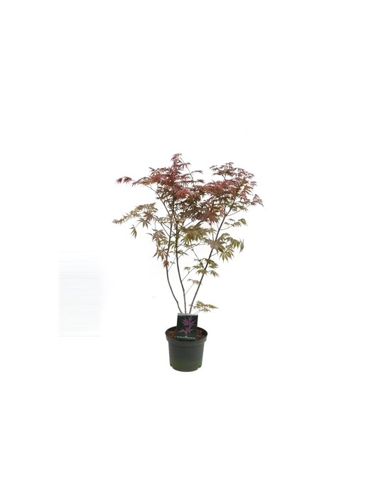 Klevas plaštakinis (Lot Acer pal.) 'Trompenburg' C7,5/P26 80-100 CM-KLEVAI-MEDŽIAI