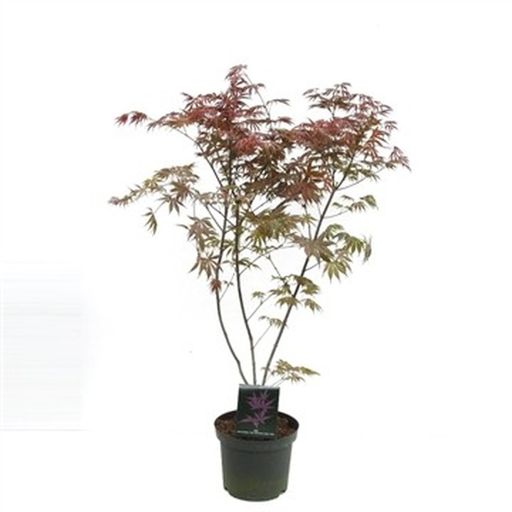 Klevas plaštakinis (Lot Acer pal.) 'Trompenburg' C7,5/P26 80-100 CM-KLEVAI-MEDŽIAI